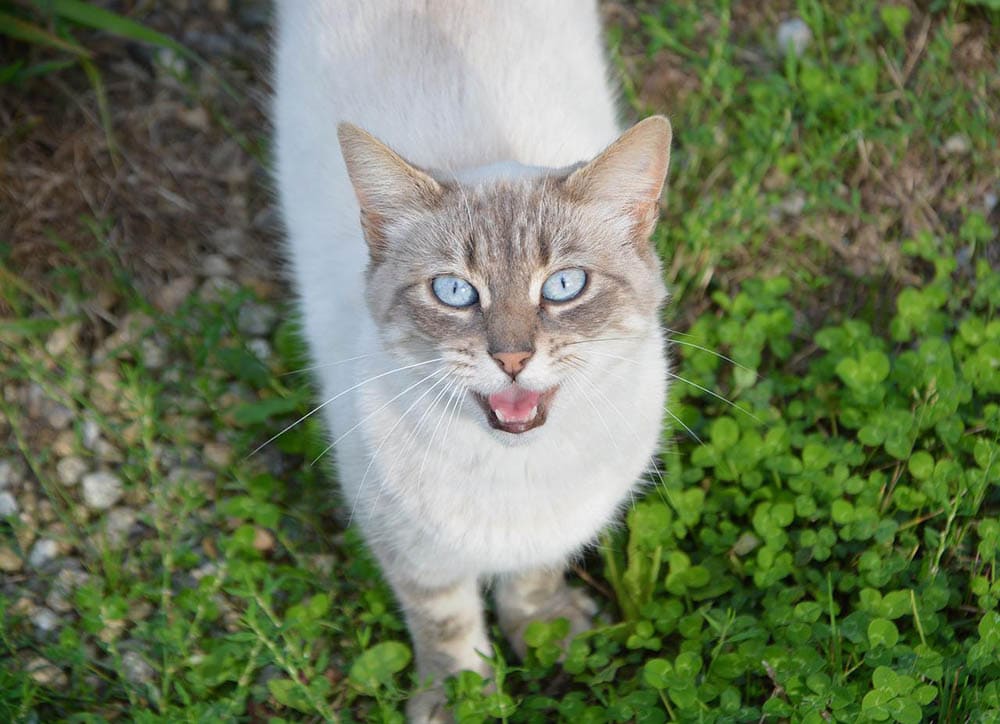 Why Is My Cat Meowing So Much All of a Sudden? 6 Vet-Reviewed Reasons