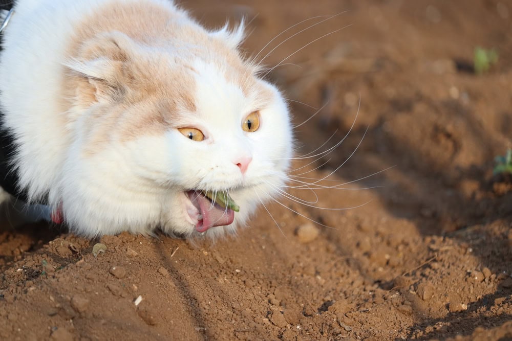 My Cat Has Never Had a Hairball, Should I Worry? Vet-Reviewed Safety Guide & Advice