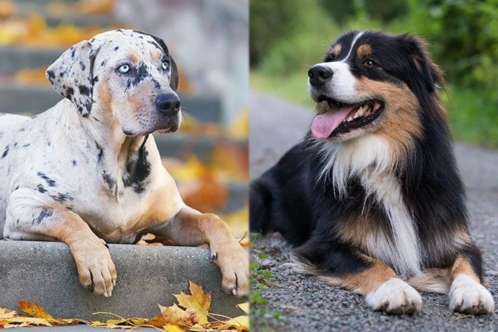 Catahoula Australian Shepherd Mix Info: Pictures, Temperament & Traits