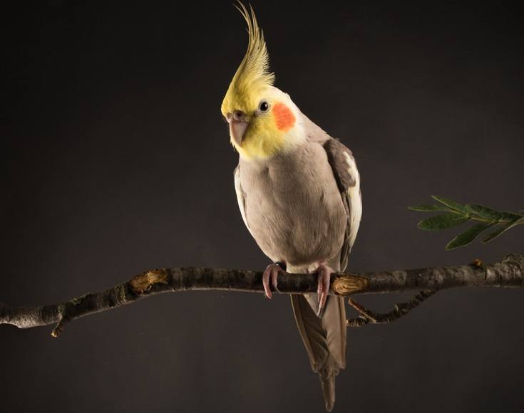 Can a Cockatiel Talk? What You Need to Know