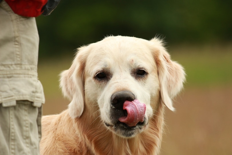 Why Do Golden Retrievers Lick So Much? Vet-Verified Facts & Habits Explained