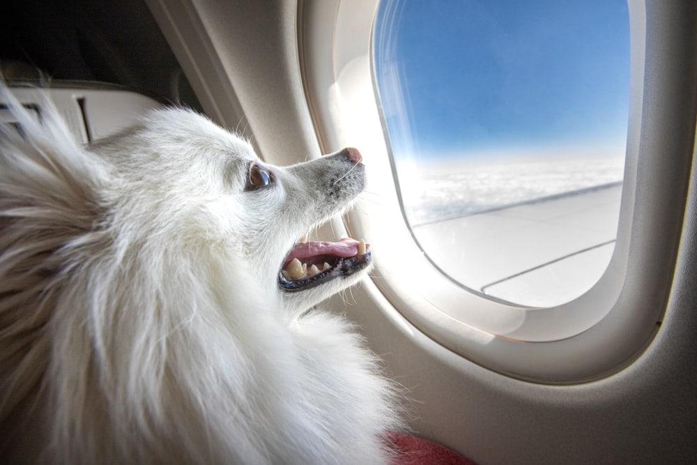 Can Dogs Fly on Planes? What to Know Before You Go