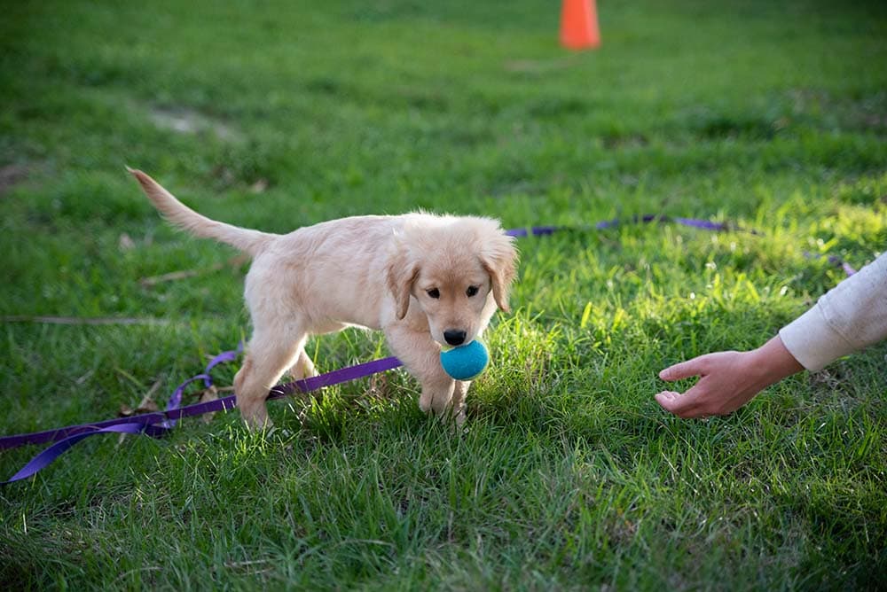 When Do Golden Retrievers Stop Teething? The Interesting Answer!