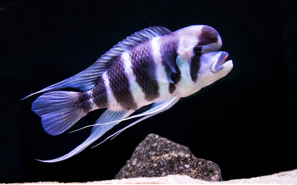 Cyphotilapia Frontosa in black background