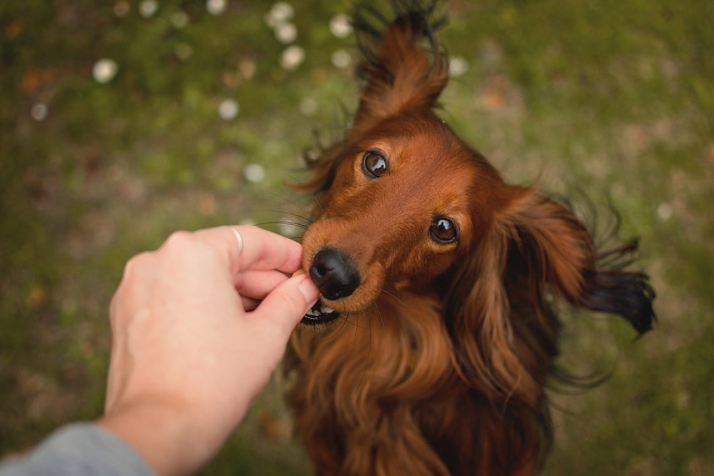 10 Best Dog Treats - 2026 Reviews & Top Picks