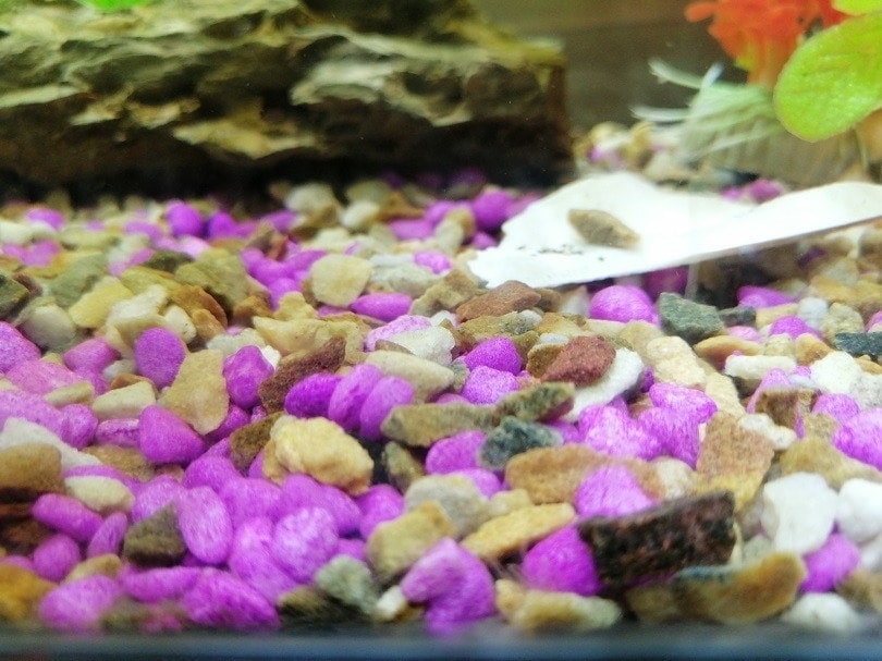 Detritus Worms: What Are They & How to Get Rid of Them