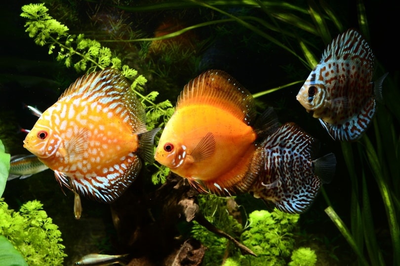 18 Most Beautiful Freshwater Aquarium Fish (With Pictures)
