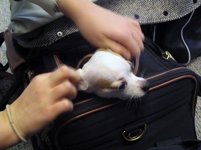 Can I Carry a Small Dog in a Handbag? Vet Approved Facts & FAQ