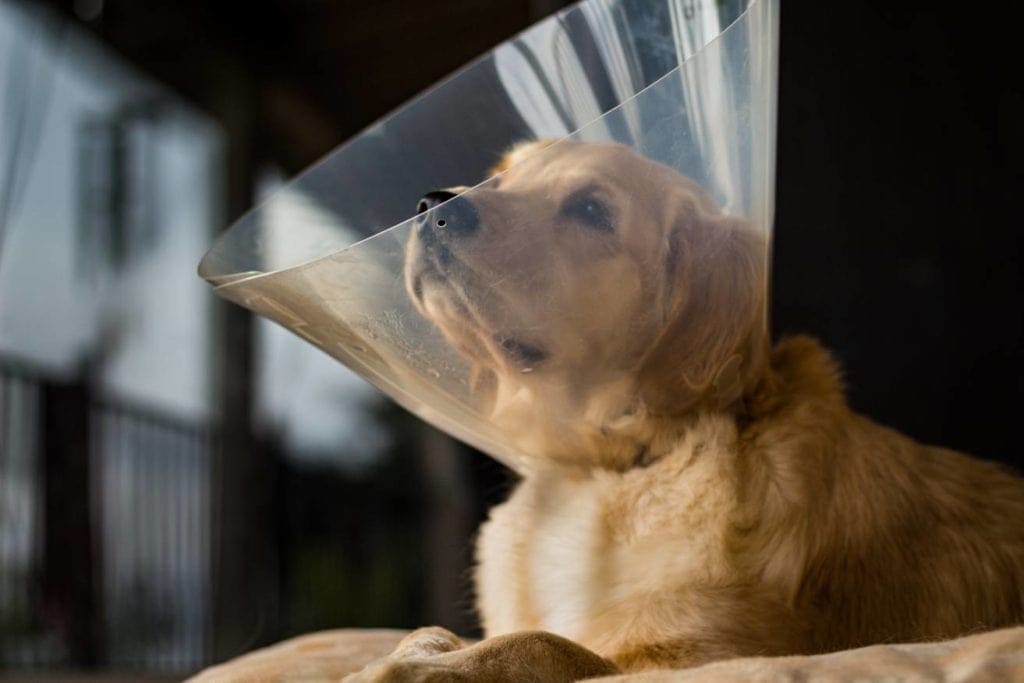 When to Spay or Neuter a Golden Retriever? Vet-Reviewed Practices & Tips