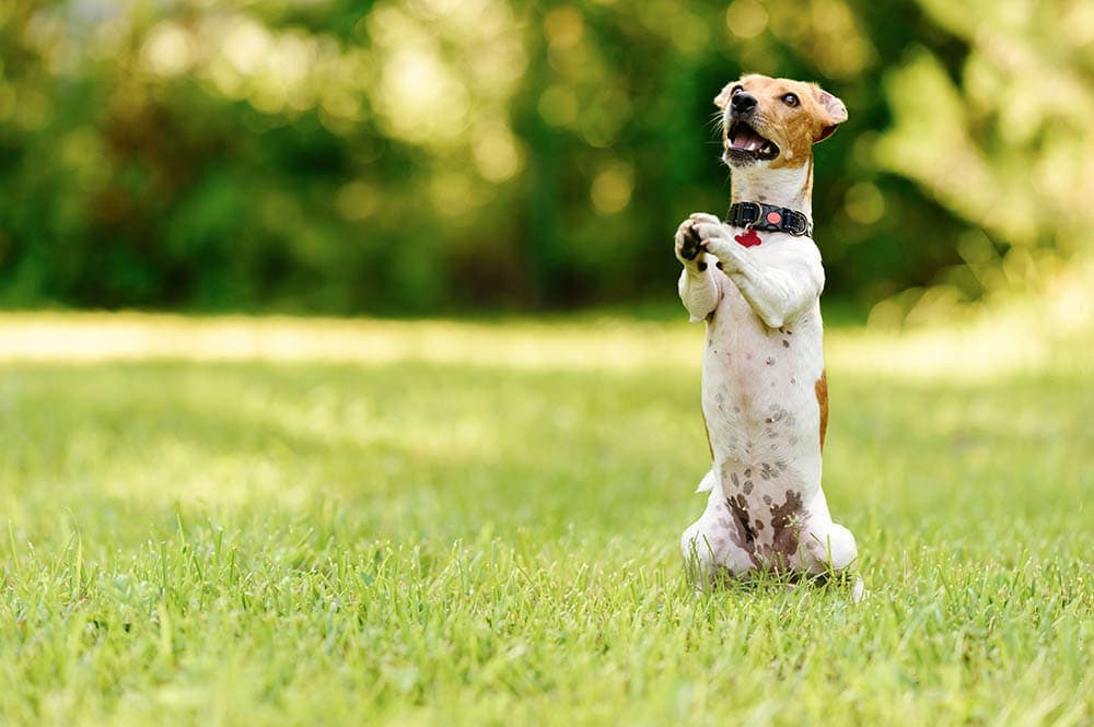 How to Teach a Dog to Beg in 8 Simple Steps
