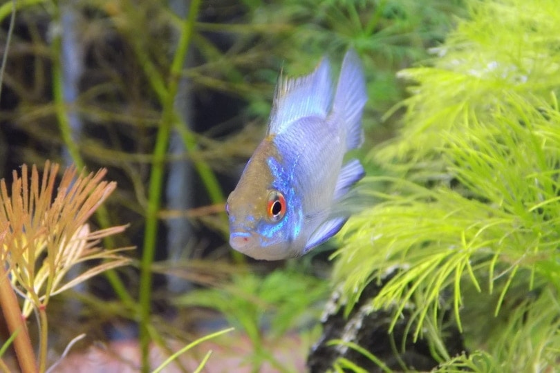 10 Tank Mates for Electric Blue Acaras (With Pictures)