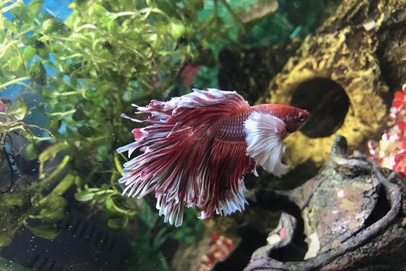Do Betta Fish Need Light? Dark? How Many Hours Per Day?