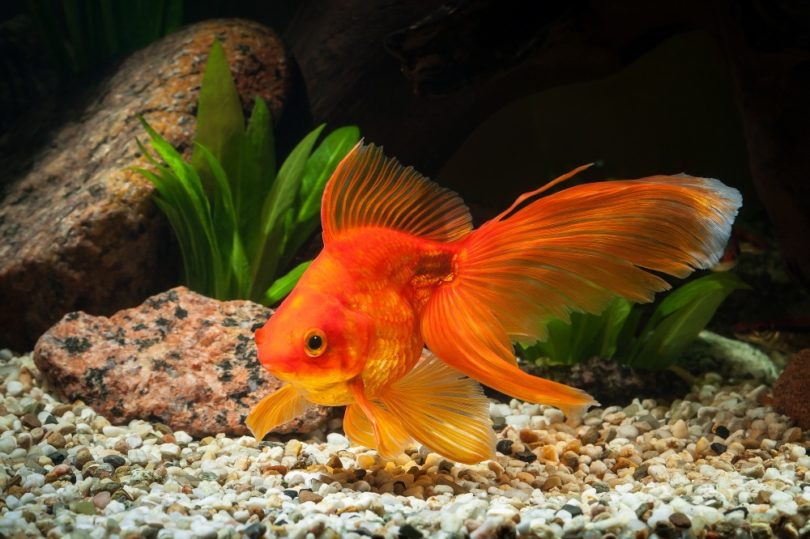 Fantail Goldfish: Pictures, Care Guide, Varieties, Lifespan & More