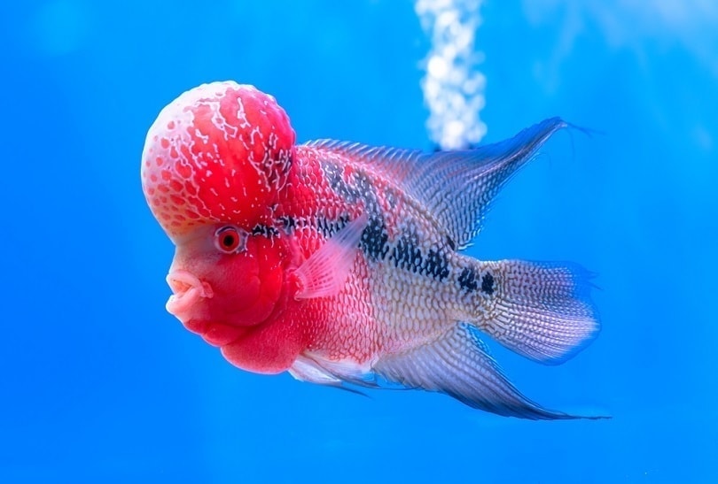 5 Best Foods for Flowerhorn Cichlids for Head Growth in 2026 - Reviews & Top Picks