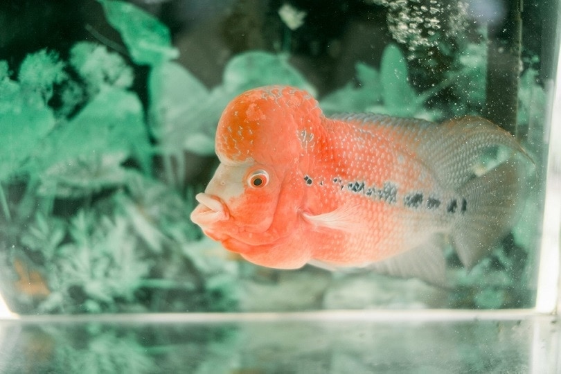 16 Safe Tank Mates for Flowerhorn Cichlids: Compatibility Guide 2026