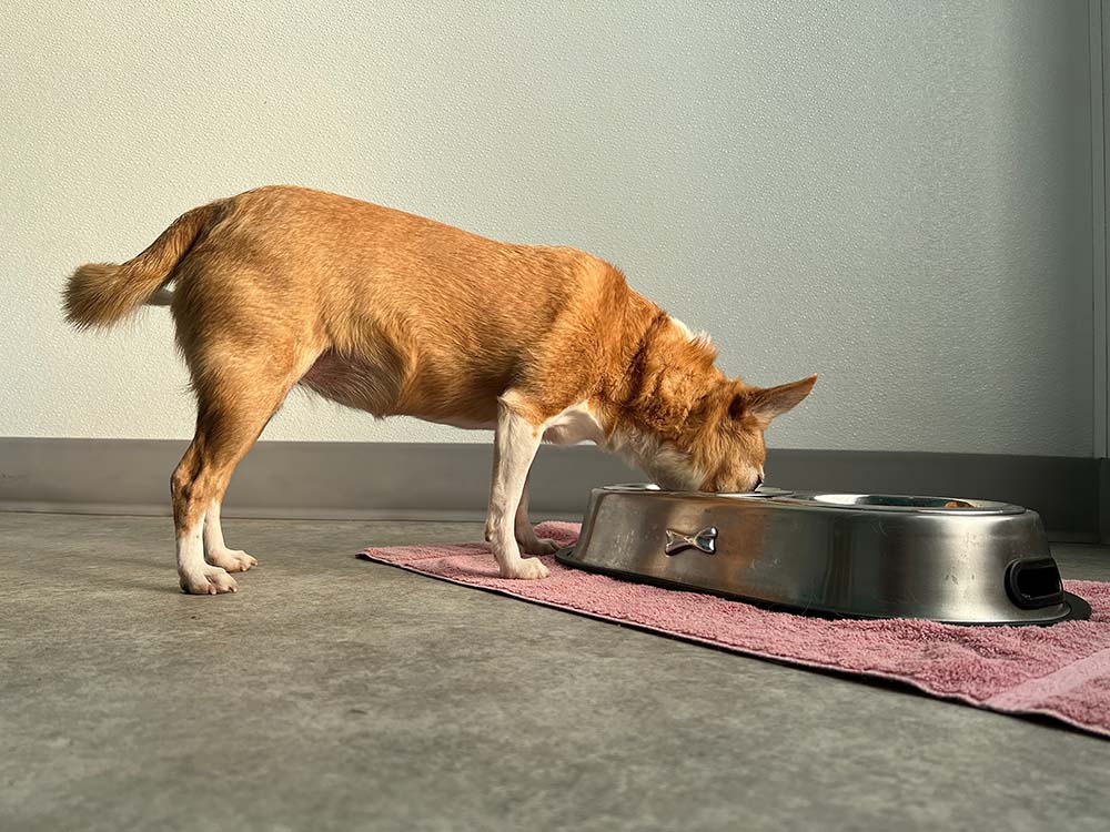 10 Best Dog Foods for Small Dogs - 2026 Reviews & Top Picks