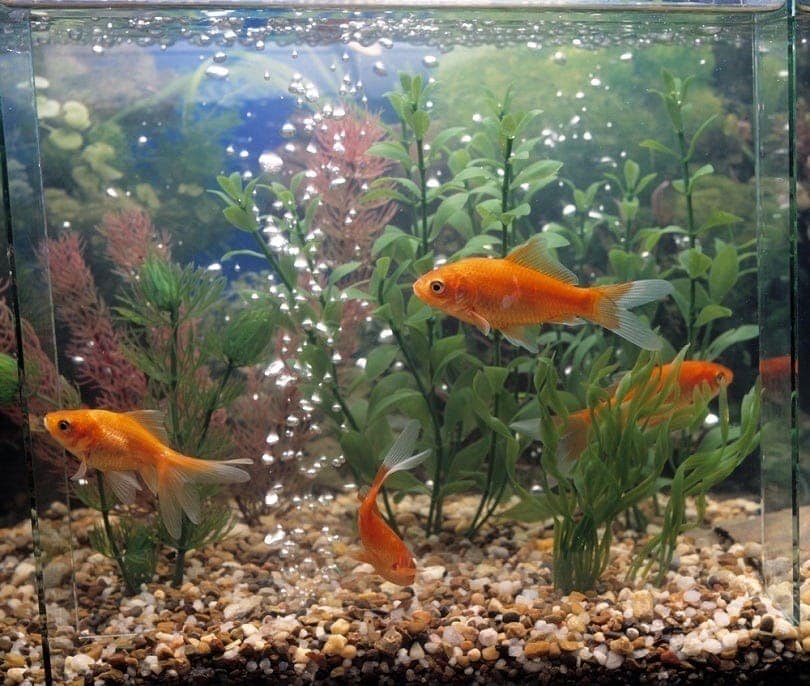 12 Fun Aquarium Set-Up Ideas: Decor, Plants & More (With Pictures)