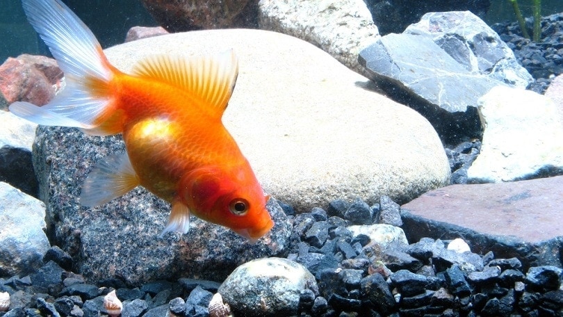 Why Do Goldfish Eat Rocks & Gravel? Vet-Reviewed Causes & Solutions