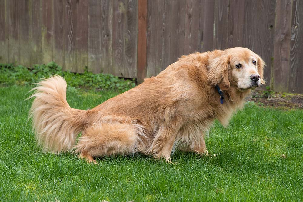 Golden Retriever Dog peeing in the yard