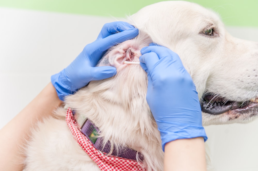 How to Clean a Golden Retriever's Ears: 4 Vet-Approved Tips