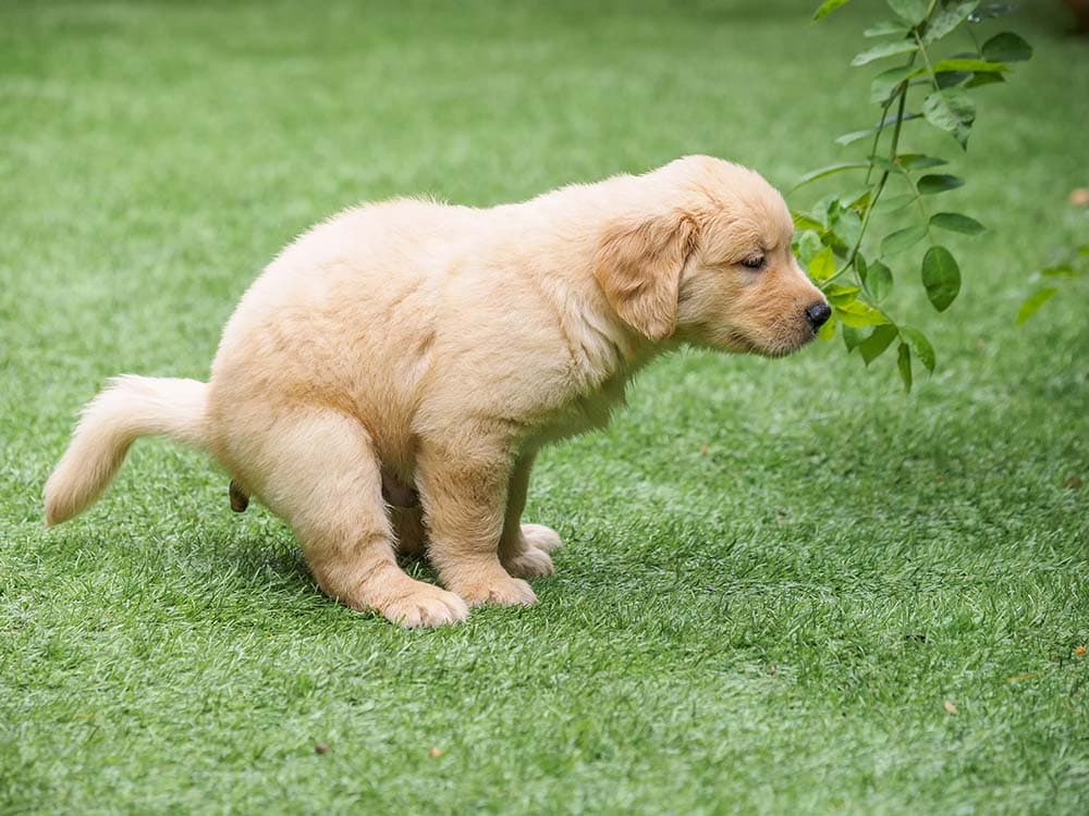 How to Potty Train a Golden Retriever: 7 Proven Methods