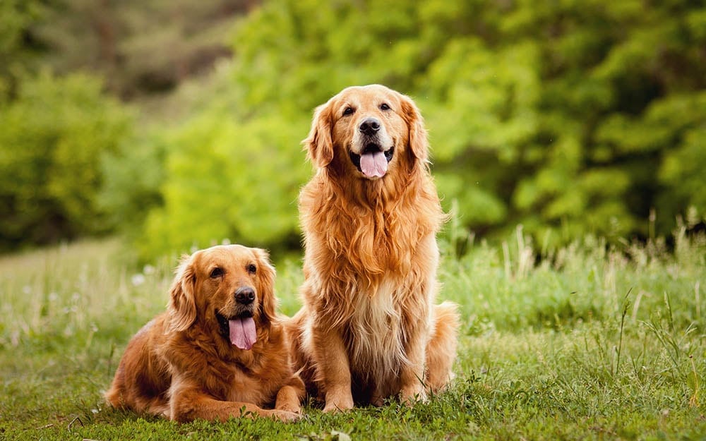 7 Dog Breeds Prone to Heart Disease: Vet Reviewed Info