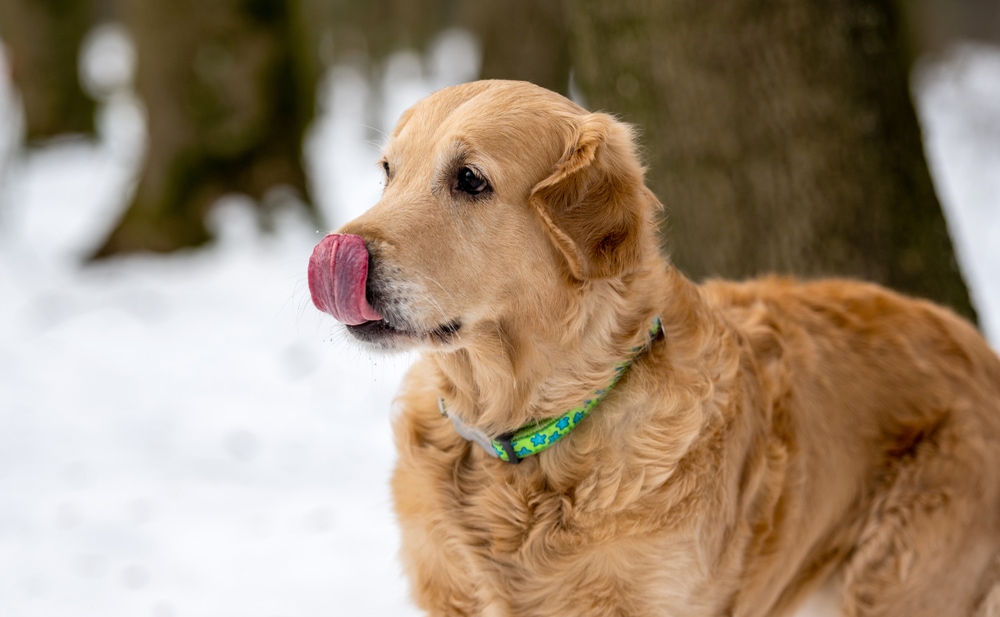 My Dog Keeps Licking His Lips and Swallowing: 10 Vet-Verified Causes