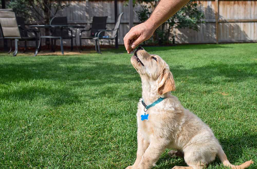 How Much Should You Feed Your Golden Retriever Puppy? Vet-Verified Facts & FAQ