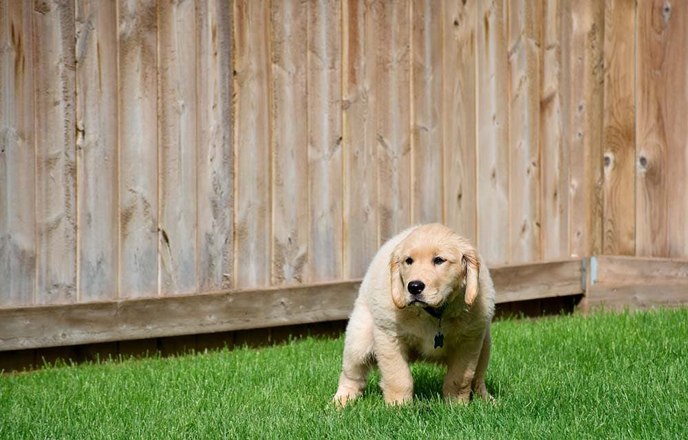 Why Does My Puppy Poop So Much? Vet-Reviewed Health Facts & FAQ