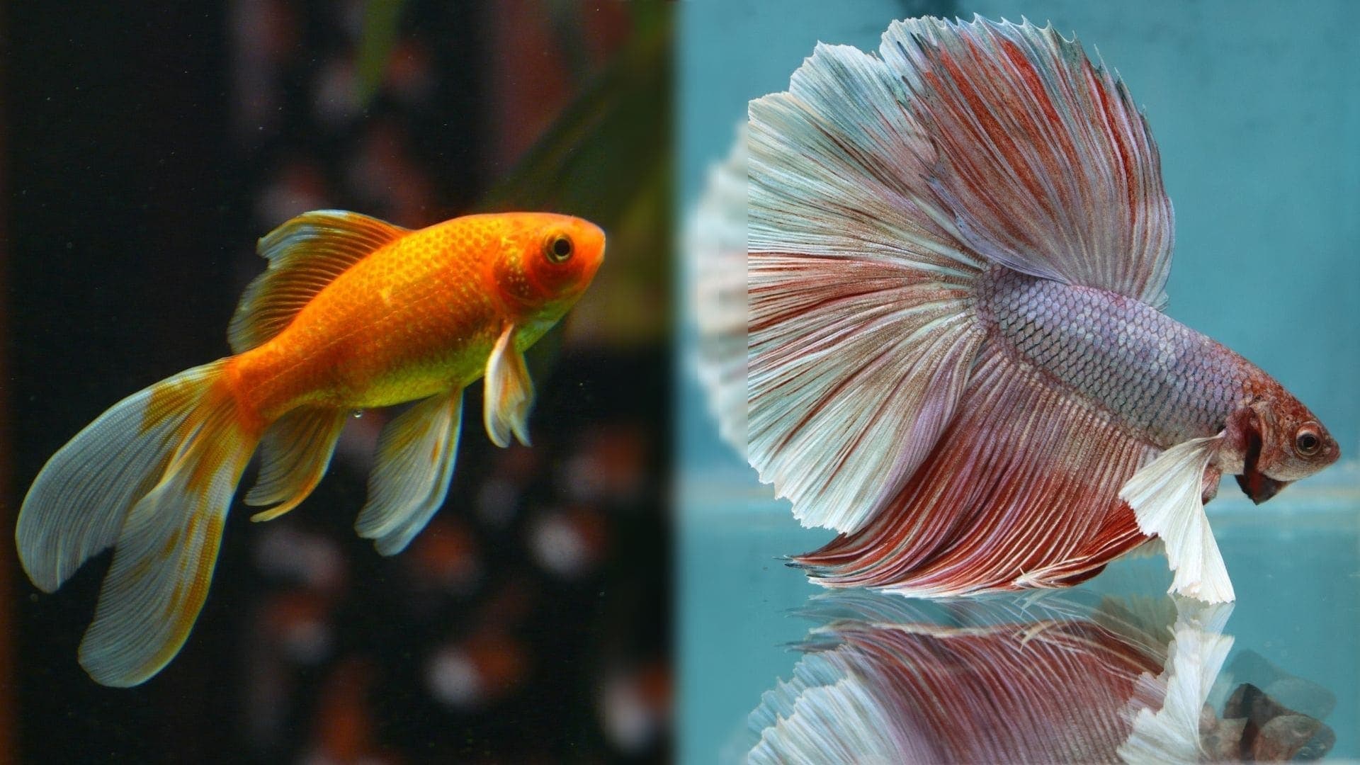 Can Betta Fish & Goldfish Live Together? Our Vet Explains Species Compatibility