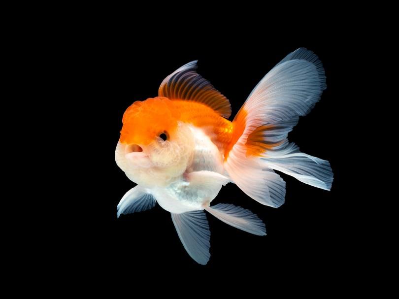 9 Oldest Goldfish in the World Have 4 Weird Things in Common (Vet-Reviewed)