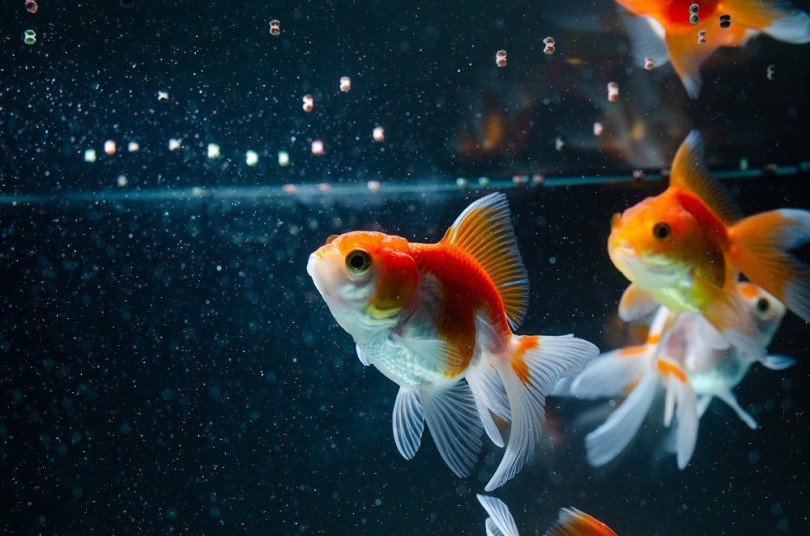How Often to Feed Your Goldfish (& How Much): Feeding Guide