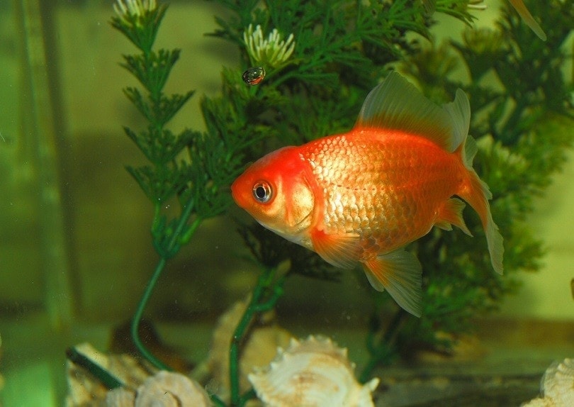 Goldfish Swimming Erratically? 6 Vet-Approved Reasons & What They Mean