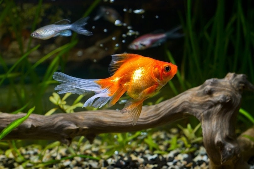 Goldfish Price: How Much Does a Pet Goldfish Cost in 2026?