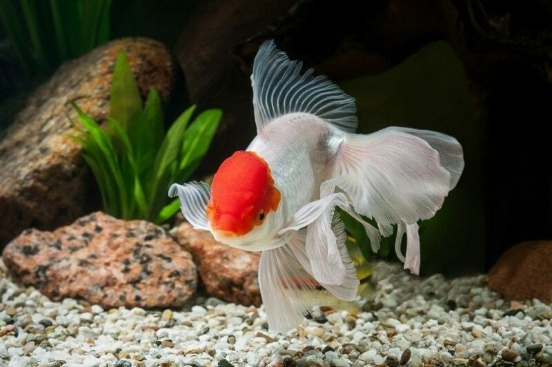 Why Is My Goldfish Not Eating? 8 Vet-Reviewed Reasons