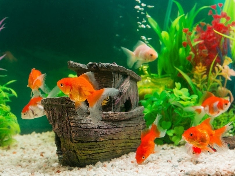 8 Best Substrates for Goldfish Tanks 2026: Reviews & Top Picks