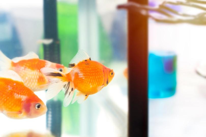 Goldfish Constipation & Indigestion: Signs & Treatment