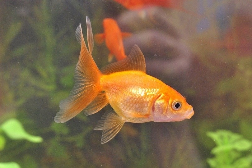 8 Goldfish Myths & Misconceptions: Vet-Approved Info
