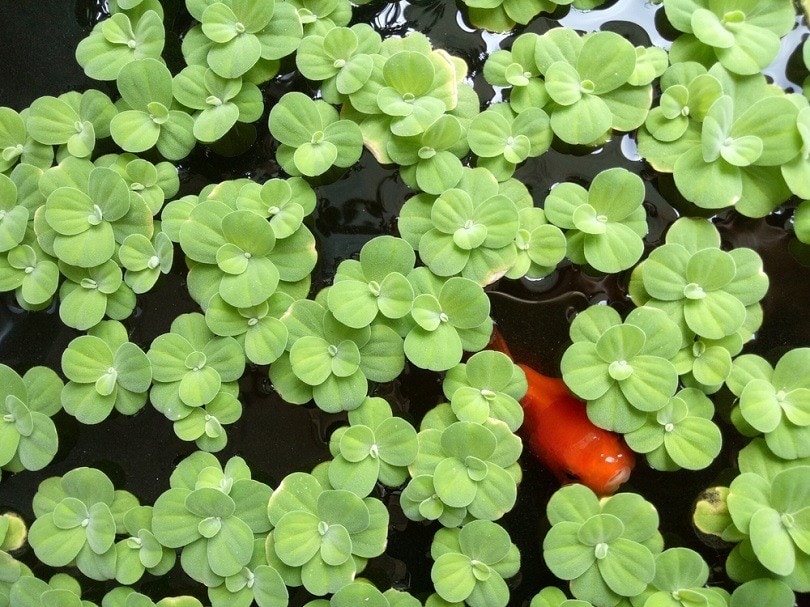 Duckweed Aquarium Plant: Care, Planting & Growing)