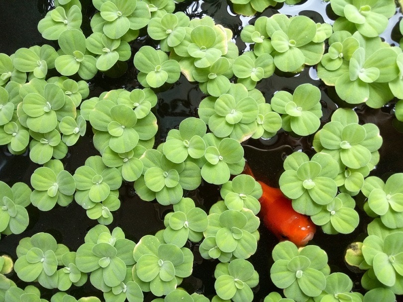 10 Types of Fish That Eat Duckweed (With Info & Pictures)