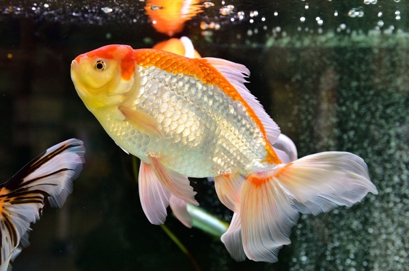 Benefits of Using Gel Food for Goldfish & What to Avoid