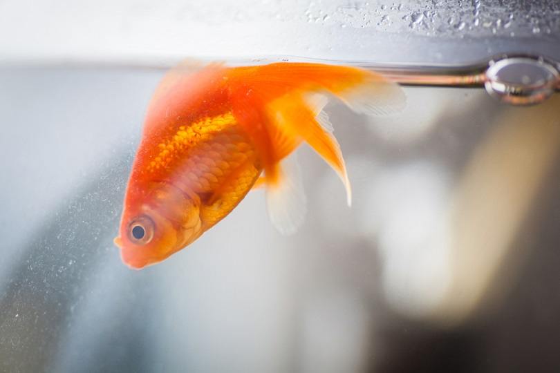 Can Goldfish Drown? Facts & FAQ