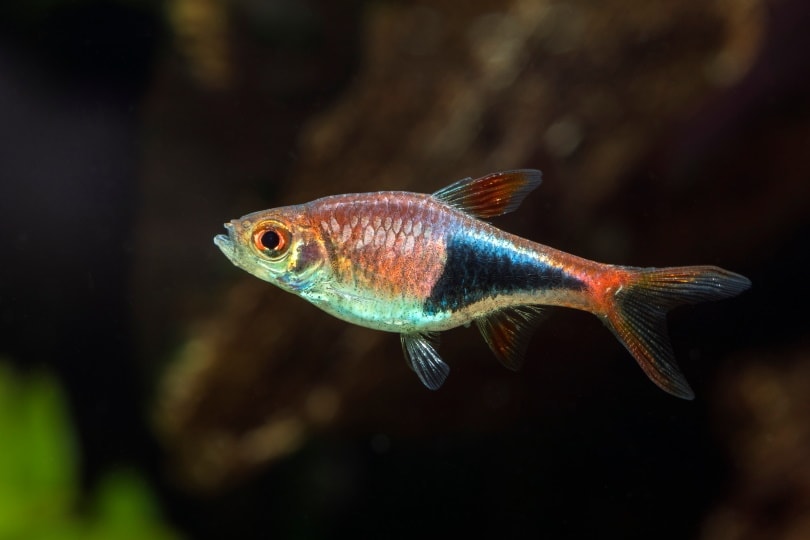 Harlequin rasbora in aquarium