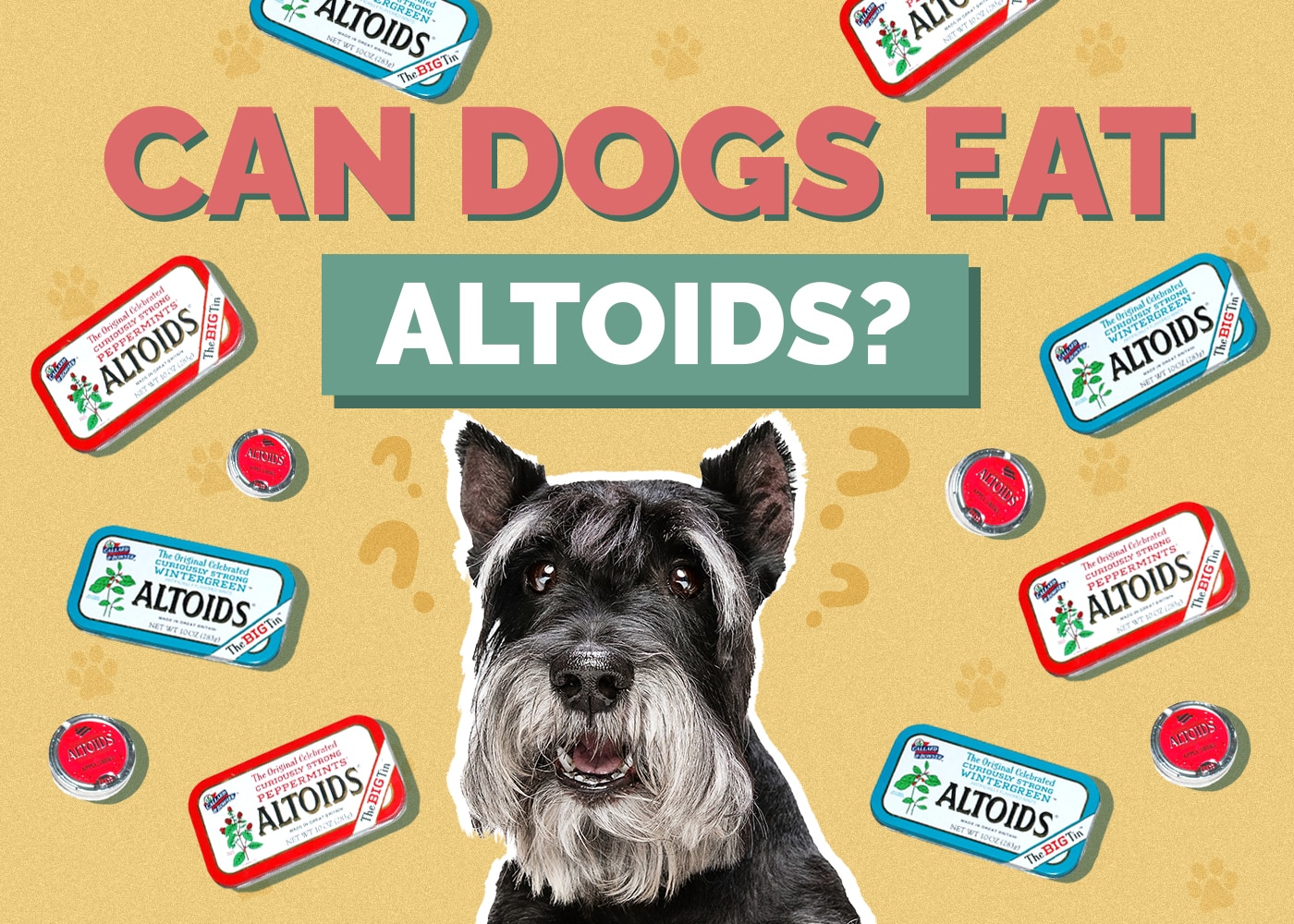 Can Dogs Eat Altoids? Vet-Reviewed Health Concerns