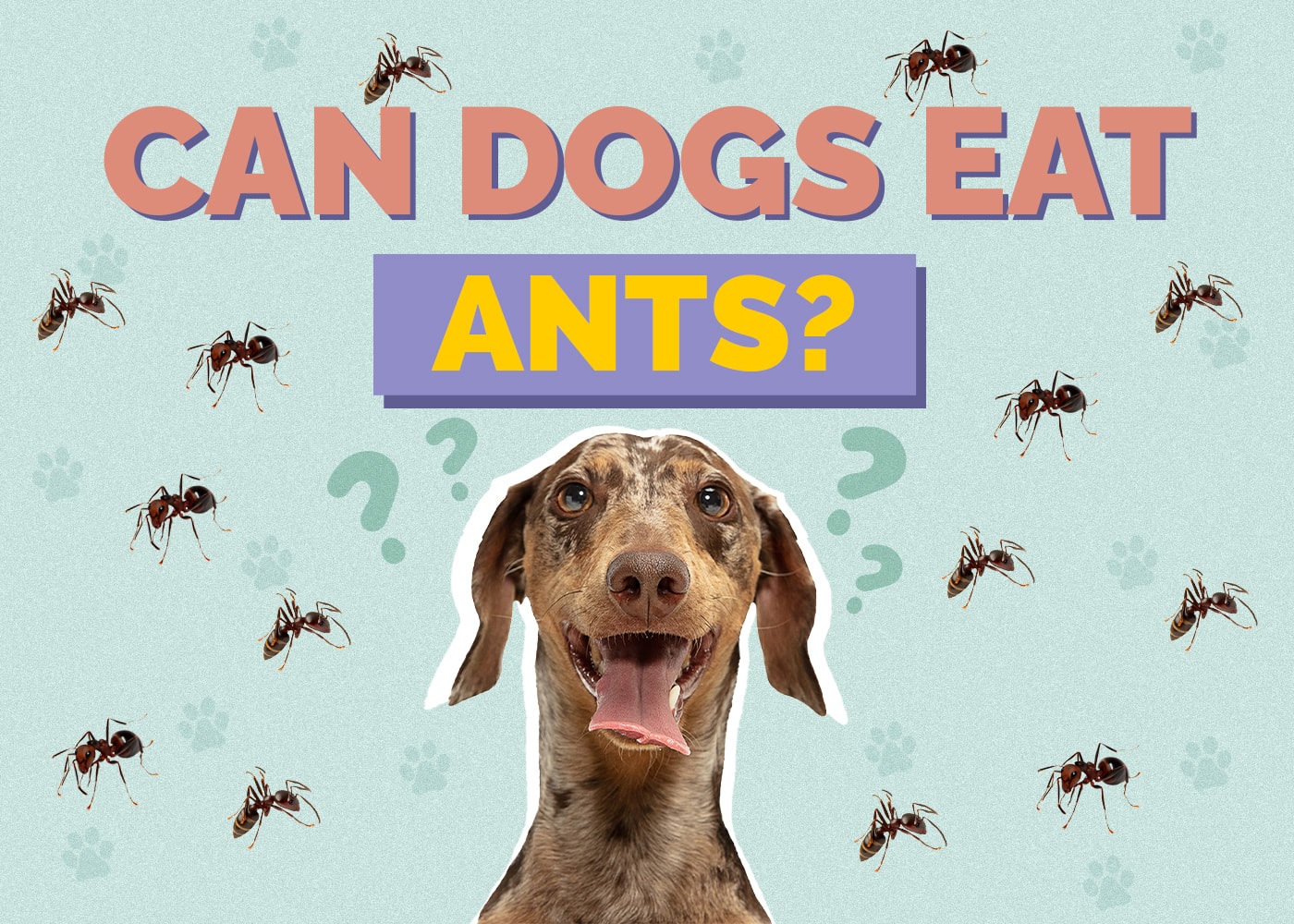 Can Dogs Eat Ants? Vet Approved Facts & FAQ