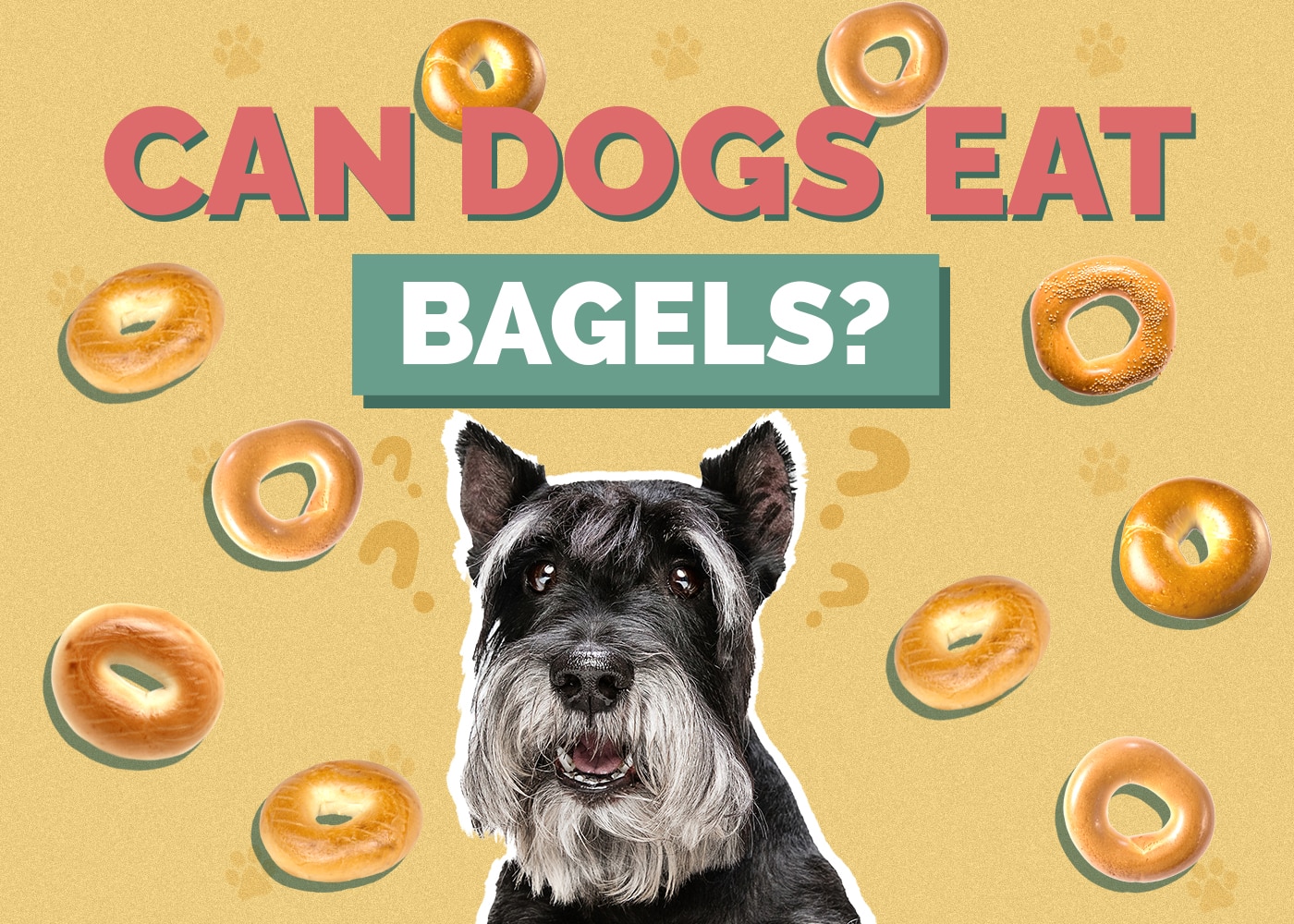 Can Dogs Eat Bagels? (Our Vet Explains)