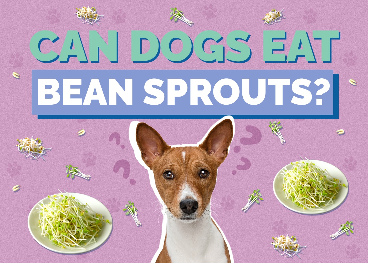 Can Dogs Eat Bean Sprouts? Vet-Reviewed Benefits