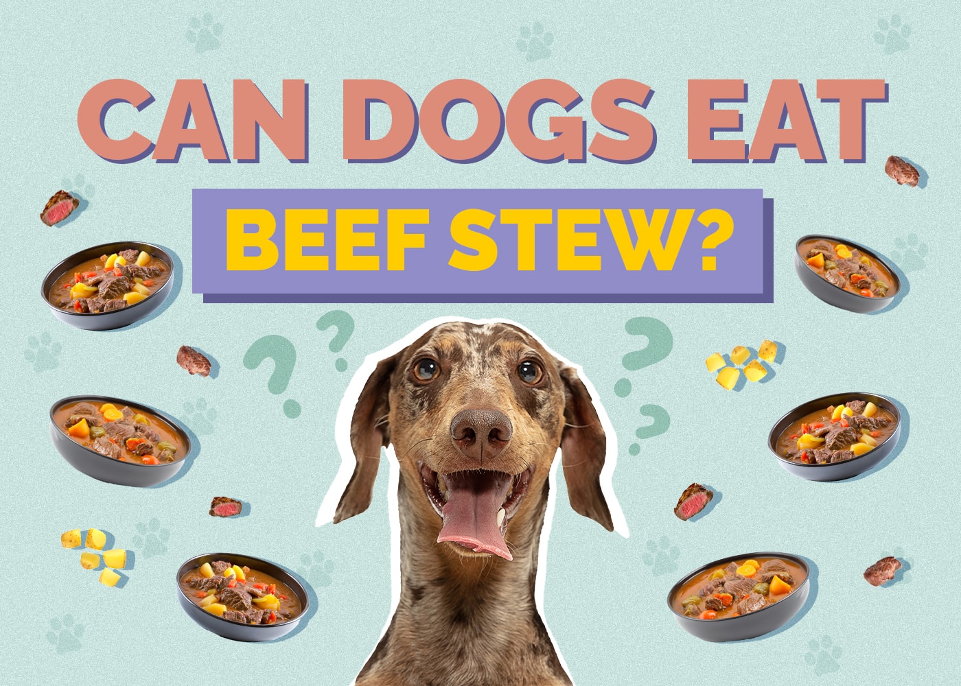 Can Dogs Eat Beef Stew? Vet Reviewed Facts & FAQ