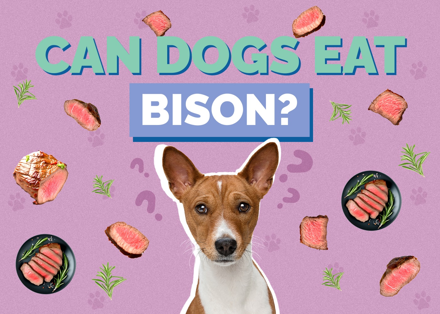Can Dogs Eat Bison? Vet Reviewed Health Concerns & FAQ