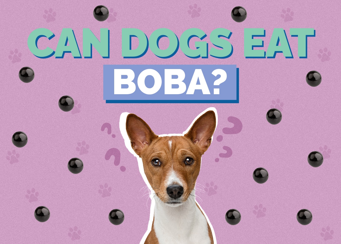 Can Dogs Eat Boba? Vet Reviewed Facts & FAQ
